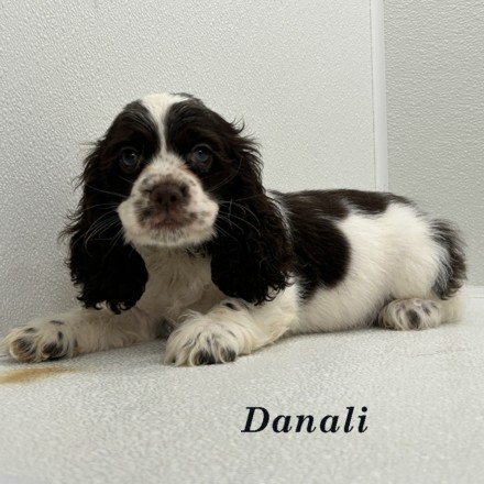 puppy, for, sale, Cocker Spaniel, Joe & Cherri  Overlease, dog, breeder, Miller, MO, dog-breeder, puppy-for-sale, forsale, nearby, find, puppyfind, locator, puppylocator, aca